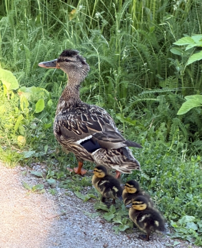 Hyvää kesää! Kuvassa sorsaemo ja kolme pientä poikasta.